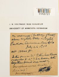 Oncophorus virens image