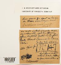 Oncophorus virens image