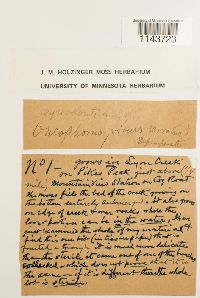 Oncophorus virens image