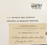 Oncophorus virens image