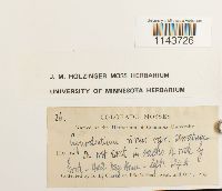 Oncophorus virens image