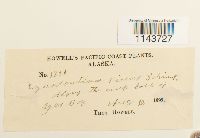 Oncophorus virens image