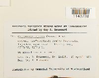 Oncophorus virens image