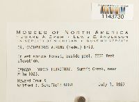 Oncophorus virens image