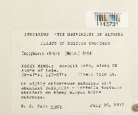 Oncophorus virens image