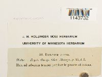 Oncophorus virens image