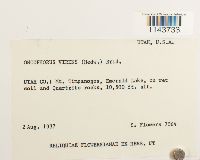 Oncophorus virens image