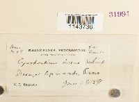 Oncophorus virens image