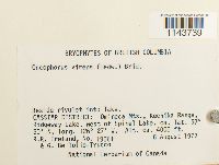 Oncophorus virens image