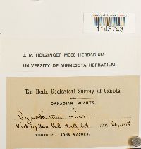 Oncophorus virens image