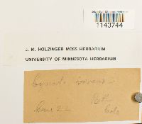 Oncophorus virens image