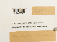 Oncophorus virens image