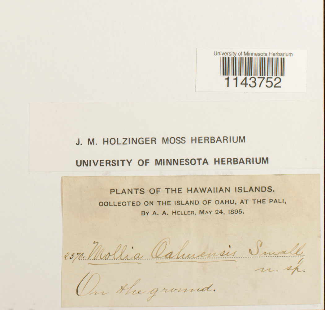 Mollia oahuensis image