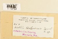 Mollia oahuensis image