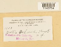 Mollia oahuensis image