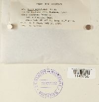 Mnium spinulosum image