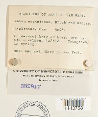 Mnium spinulosum image