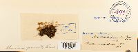 Rhizomnium punctatum image