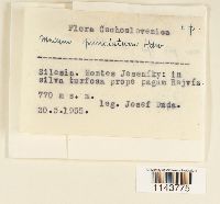 Rhizomnium punctatum image