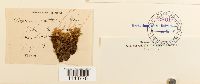 Rhizomnium punctatum image