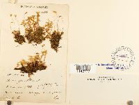 Rhizomnium punctatum image