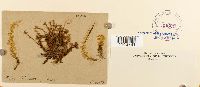 Rhizomnium punctatum image