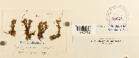 Rhizomnium punctatum image