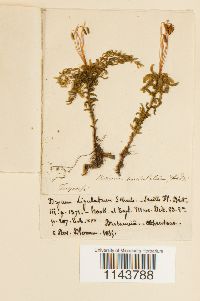 Plagiomnium undulatum image