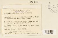 Myurella sibirica image