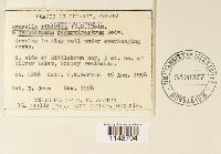 Myurella sibirica image