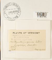 Myurella sibirica image