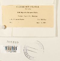 Myurella sibirica image