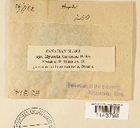 Myurella sibirica image