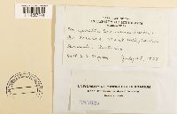 Myurella sibirica image