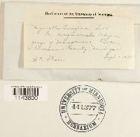 Myurella sibirica image