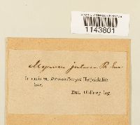 Myurella julacea image