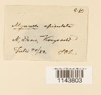 Myurella tenerrima image