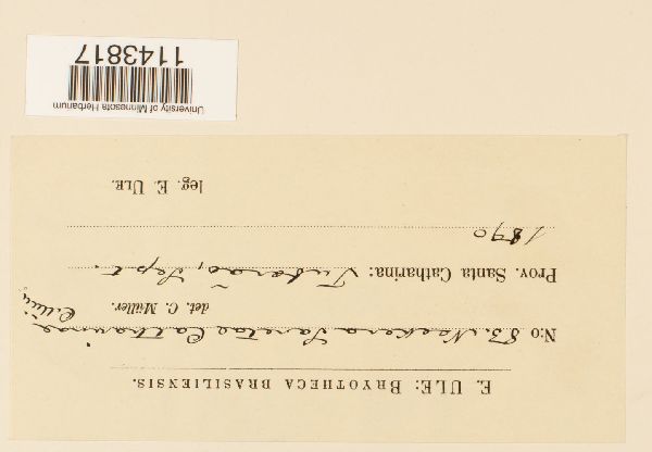 Neckera sanctae-catharinae image
