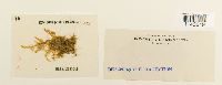 Neckera complanata image