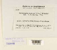 Neckeropsis disticha image