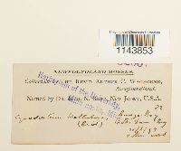 Oncophorus wahlenbergii image