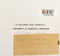 Oncophorus wahlenbergii image