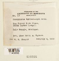 Oncophorus wahlenbergii image