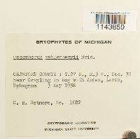 Oncophorus wahlenbergii image