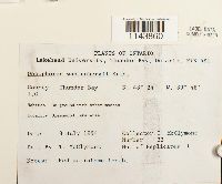 Oncophorus wahlenbergii image