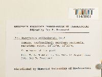 Oncophorus wahlenbergii image