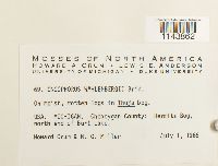 Oncophorus wahlenbergii image