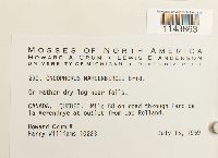 Oncophorus wahlenbergii image