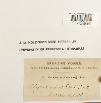 Oncophorus wahlenbergii image