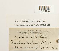 Oncophorus wahlenbergii image